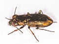 Notiophilus biguttatus